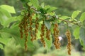 Epaulette tree Pterostyrax hispidus, small ribbed fruits